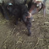 بره شیری افشاری