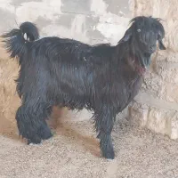 بیگ تخمی|حیوانات مزرعه|ایذه, |دیوار