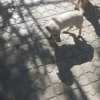 دوتا توله پاکوتاه نر