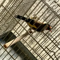 سهرە نر|پرنده|سردشت, |دیوار