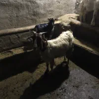 بز به همراه بزغاله