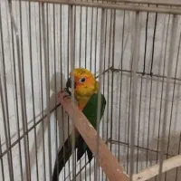 طوطی خورشیدی معاوضه با راهب