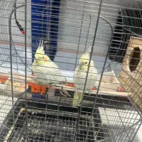 عروس هلندی نر و ماده