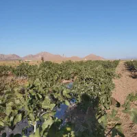 باغ پسته|فروش زمین و ملک کلنگی|زاوه, |دیوار