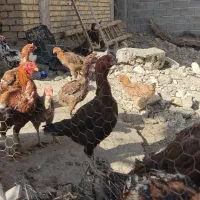 مرغ و خوروس