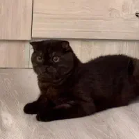 جفگیری گربه