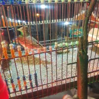 سهره قناری|پرنده|رباطکریم, رباطکریم|دیوار