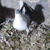 باسلام دوتا کبوتر هم رنگ اینا گم شدن