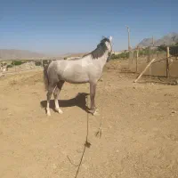فروش اسب مادیون