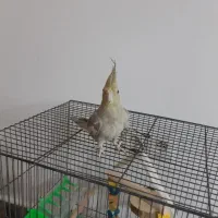 عروس هلندی8ماهه باقفس ولوازم تخفیف خوب