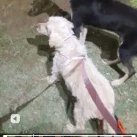 گمشده سگ در مهریز