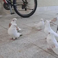 کبوتر نک قنار پلاک دار همه