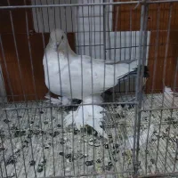 کبوتر  لوتی یک جفت چشم قرمز و شامی زرد|پرنده|خسروشاه, |دیوار