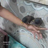 مینا افغانی دستی
