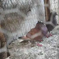 کفتر کفتر بازی