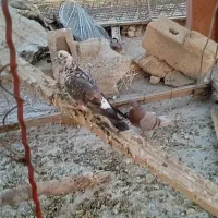 کفتر|پرنده|کرج, ملک‌آباد|دیوار