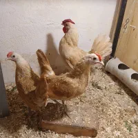 سبرایت بوف