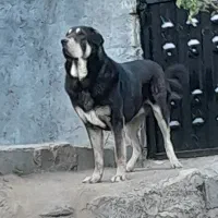 سگ پژدر