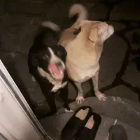 سگ نگهبان ماده|سگ|نوشهر, |دیوار