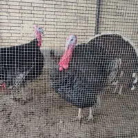 بوقلمون برنز ارگانیک محلی و مرغ و خروس|حیوانات مزرعه|کرمان, |دیوار