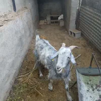 بز خوب و جوان|حیوانات مزرعه|جهرم, |دیوار
