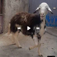 قوچ، بره، پلنگی ،