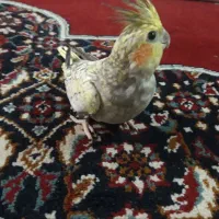طوطی عروس.|پرنده|آمل, |دیوار