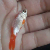 ماهی|ماهی|فولادشهر, B5|دیوار