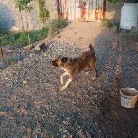 سگ افغان نگهبان