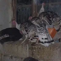 بوقلمون|حیوانات مزرعه|جغتای, |دیوار