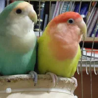 خانواده طوطی برزیلی (جفت+۴جوجه+تخم جدید)|پرنده|تهران, طرشت|دیوار