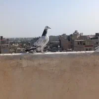 کفتر پرشی خال خوب|پرنده|نسیم‌شهر, |دیوار