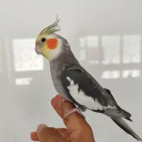 عروس خاکستری کاملا دستی و سخنگو پرحرف|پرنده|سبزوار, فرهنگیان|دیوار