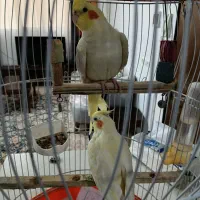 عروس هلندی