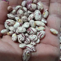 چیتی لوبیا ماش تلاش