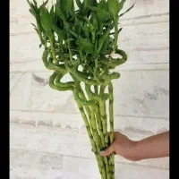 گل طبیعی آپارتمانی بامبو 2 پیچ وارداتی فقط فقط