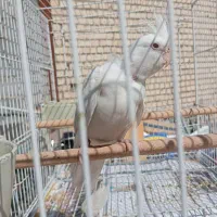 آلبینو نر دو ساله حلقه دار