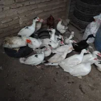 غاز و اردک محلی|حیوانات مزرعه|ساری, |دیوار