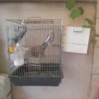 عروس هلندی