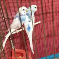 یک جفت مرغ عشق جوان