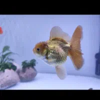 اکواریوم وماهی گلدفیش|ماهی|اسلامآباد غرب, |دیوار