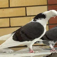 کفتر|پرنده|سیرجان, |دیوار