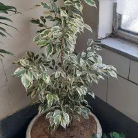 بنجامین و آفوربیا