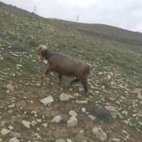 شیشک میش ابستن بردار