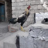 خروس لاری|حیوانات مزرعه|سردشت, |دیوار