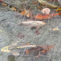 کوی مولد و بزرگ|ماهی|رشت, یخسازی|دیوار