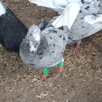 هفترنگ دمسفید ماده