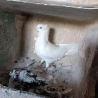 کبوتر|پرنده|مراغه, |دیوار