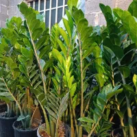 فروش گل‌های آپارتمانی قیمت توافقی|گل و گیاه طبیعی|ساری, |دیوار