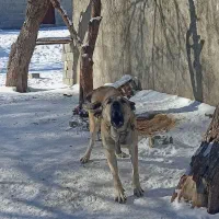 دو عدد سگ عراقی|سگ|باسمنج, |دیوار